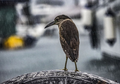 Another Rainy Morning in the Typhoon Shelter