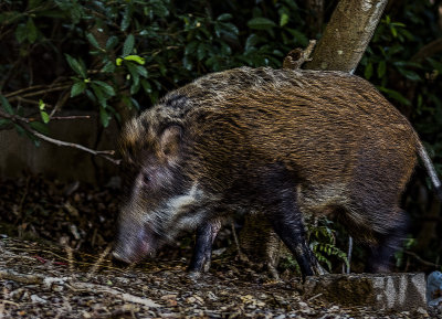 Wild boar stalking.  Not sure who is stalking who