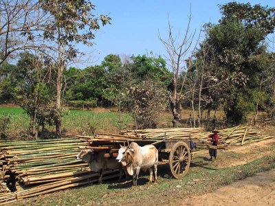 Bullock cart