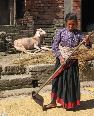 Drying rice, Bhaktapur