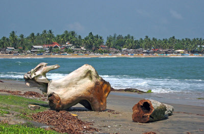 Driftwood