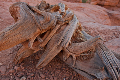 Sculpted Tree Root