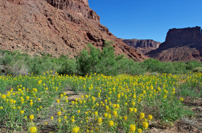 Flowers near Big Bend