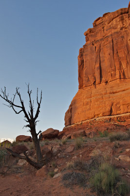 Dead Tree at the Courthouse