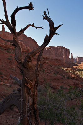 Tree in Park Avenue