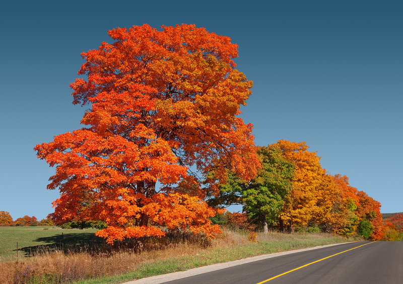 On the road to Collingwood