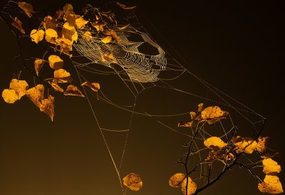 Spider Web at night