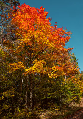 Sugar Maple