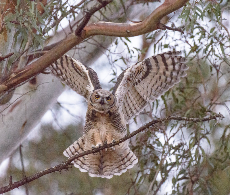 Owls-9687.jpg