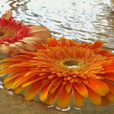 Montecito Inn Flower Fountain.jpg