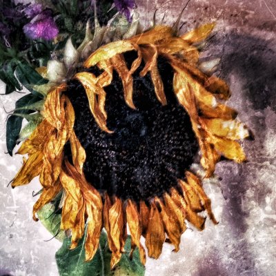 sunflower.JPG