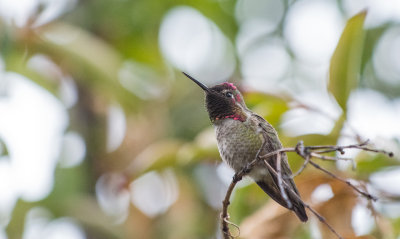 Hummingbird-0337.jpg