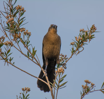 Ojai Meadow-5593.jpg