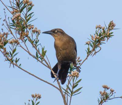 Ojai Meadow-5608.jpg