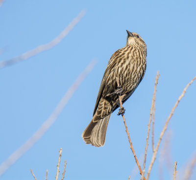 Ojai Meadow-5636.jpg