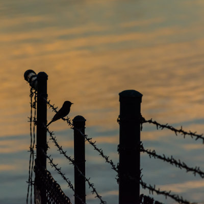 Bolsa Chica Barbed Wire