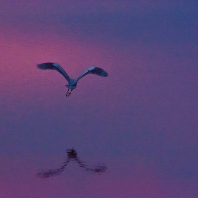 Heron after Dusk