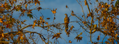 Dove in Gold and Blue