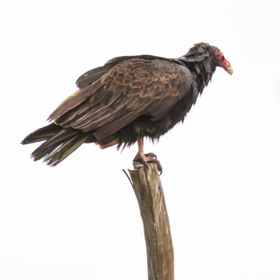 Turkey Vulture in Profile