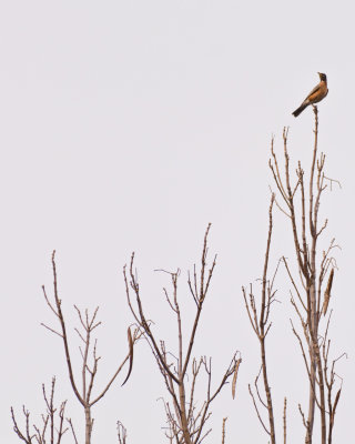 Robin in Late Winter