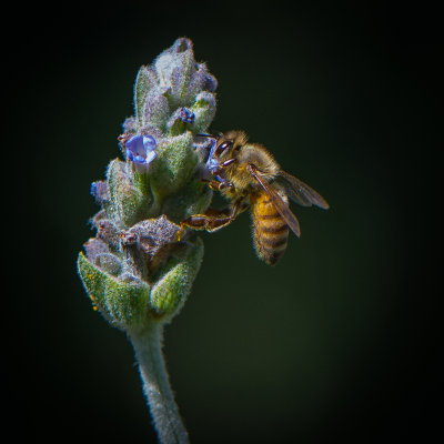 Ecstatic Bee