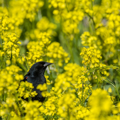 Red Winged Blackbird in Mustard