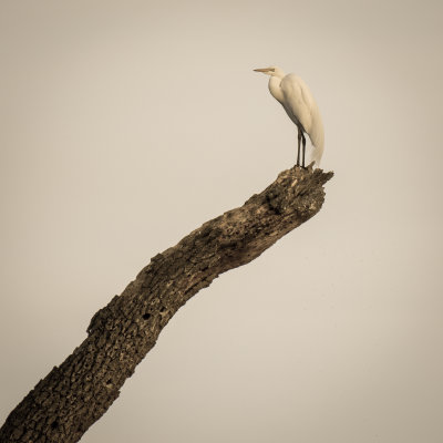 Egret and Snag