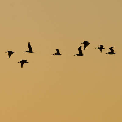 Bolsa Chica Pelicans