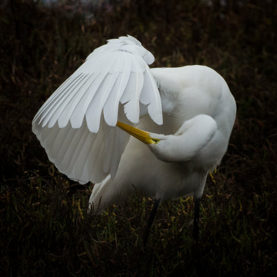 Preening Egret