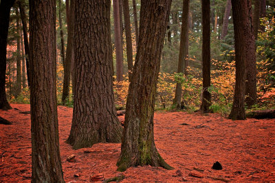 Wisconsin Forest 1