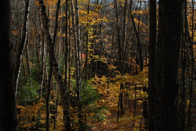 Wisconsin Forest 2