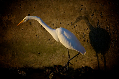 Egret at Sunset, Bolsa Chica