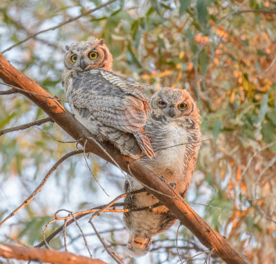 Owls-9124.jpg