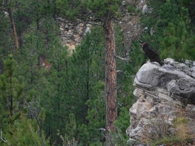 Vultures around the area