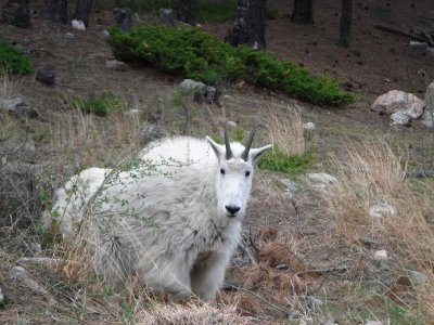 Unconcerned mountain goat