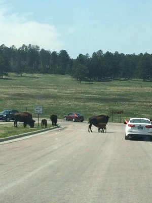 They seem to like the road a lot