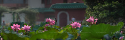 IMG_0262_0271-1b.jpg