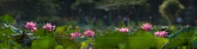 IMG_0340_0359-1b.jpg