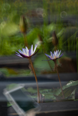 IMG_0385-1b.jpg
