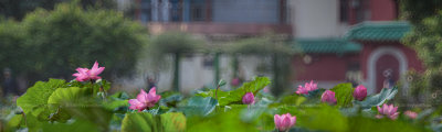 IMG_0454_0463-1b.jpg