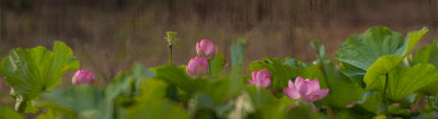 IMG_3123_3143-1b.jpg