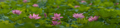 IMG_4423_4427-1b.jpg