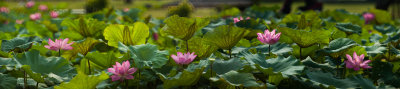 100_IMG_4735_4801-1b.jpg