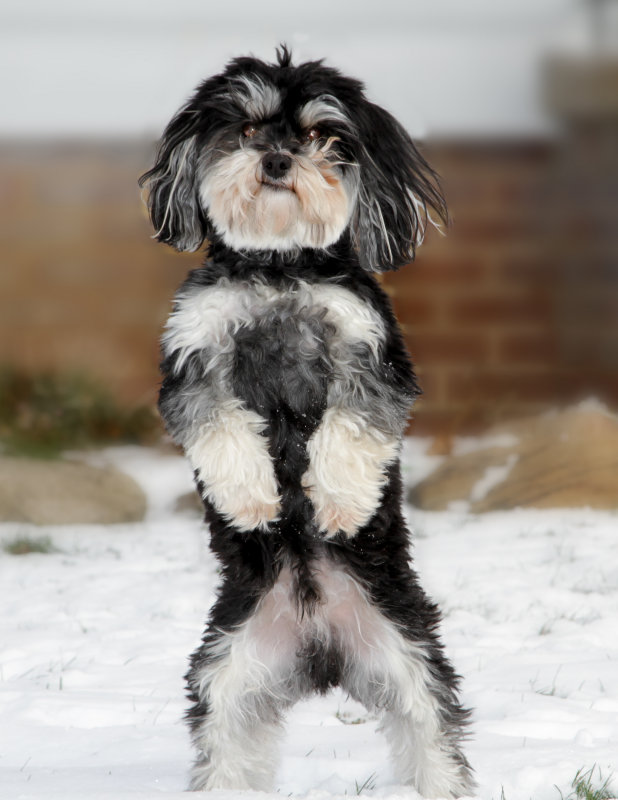 pet_portraits