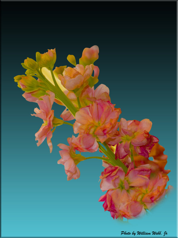 Flowers and Animals -