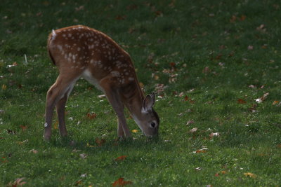 Bambi