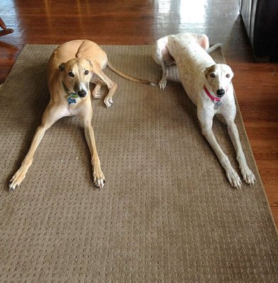 Nico and Cooper
