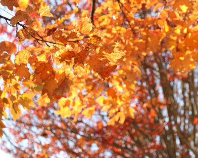 Fall Foliage Meets Depth of Field