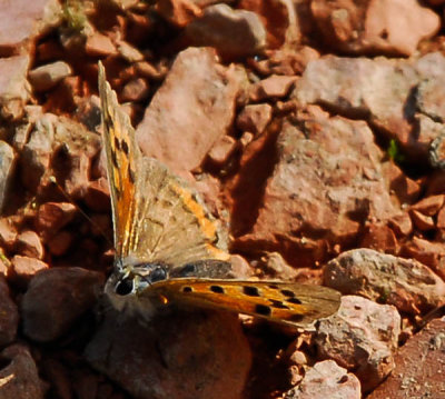 Butterfly_1_closeup.jpg
