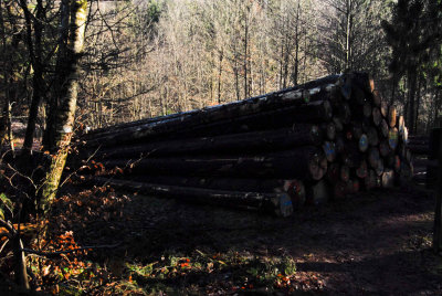 Logging - pines